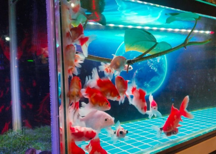 Diyakini Lambangkan Kejayaan dan Pembawa Rejeki, Hobi Pelihara Ikan Hias Makin Digemari
