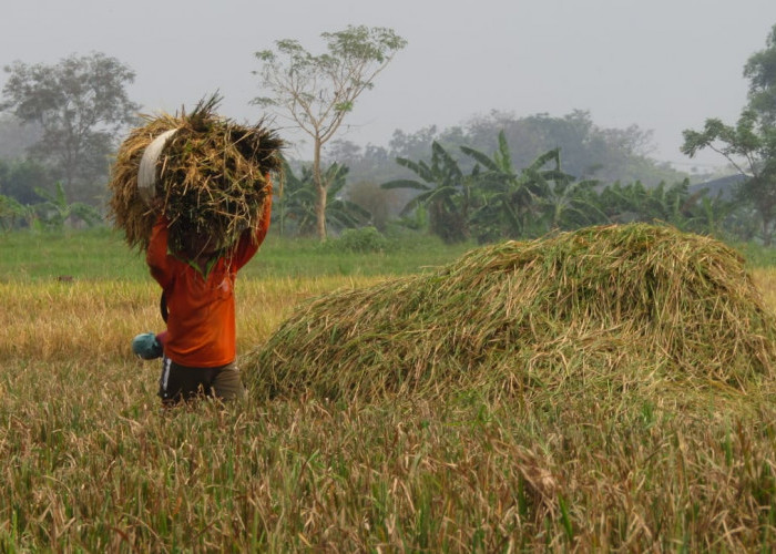 Jelang Panen Raya, Bulog Siapkan Penyerapan Gabah Hasil Panen Petani Mojokerto dan Jombang