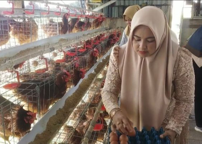 Dari Kandang Ayam ke Harapan, Cara Lilik Nur Fawiyah  Menghidupkan Semangat Kartini di Desa