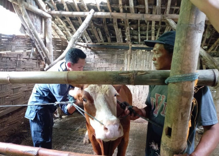 Kabupaten Mojokerto Terima 12 Ribu Dosis Vaksin PMK