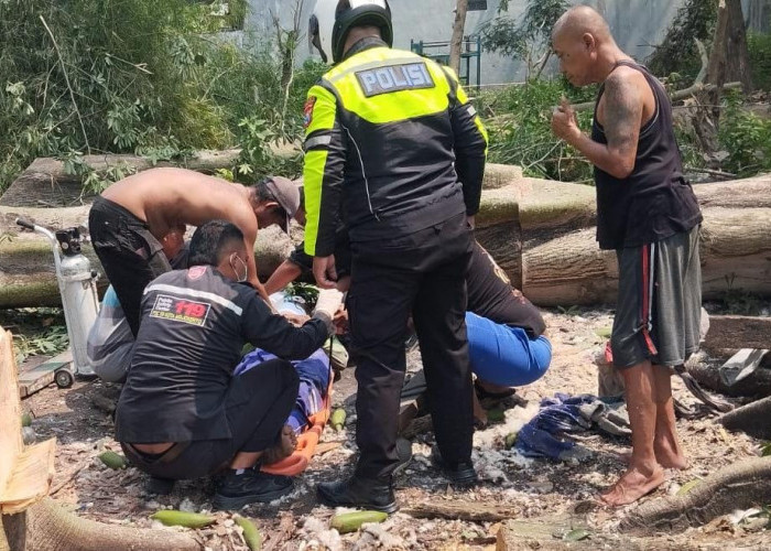 Seorang Penebang Pohon di Mojokerto Tewas Tertimpa Pohon Randu Saat Bekerja
