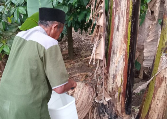 Lawan Penyakit Layu Pisang, Mahasiswa Unej Bekali Petani Kemiri dengan Tricho Inject