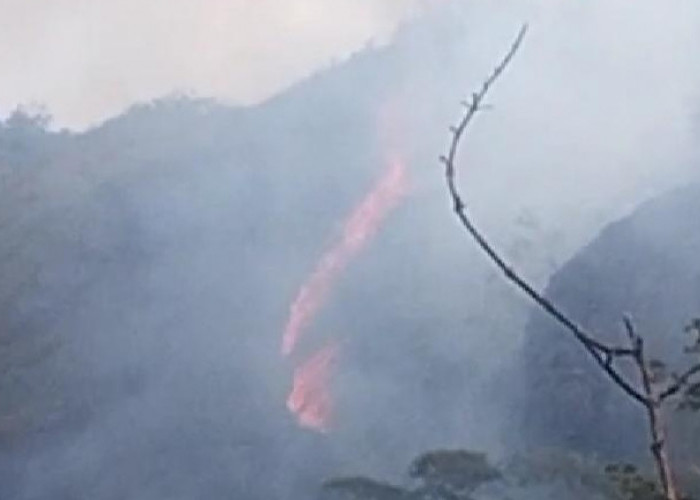 Luas Area Kebakaran Hutan di Gondang Mojokerto Capai 2 Hektare
