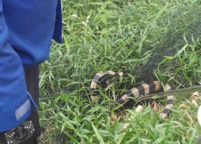 Damkar Mojokerto Evakuasi Ular Welang Berbisa dari Perkebunan Warga