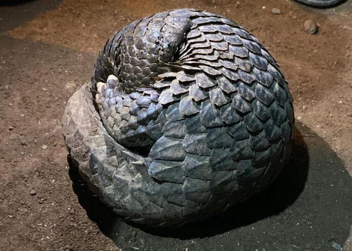 Trenggiling Masuk Rumah Warga di Trowulan Mojokerto, Damkar Evakuasi Satwa Dilindungi