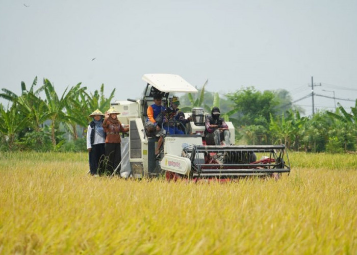 Gunakan Mesin Pemanen Modern, Petani Gunung Gedangan Mojokerto Kota Laksanakan Panen Raya