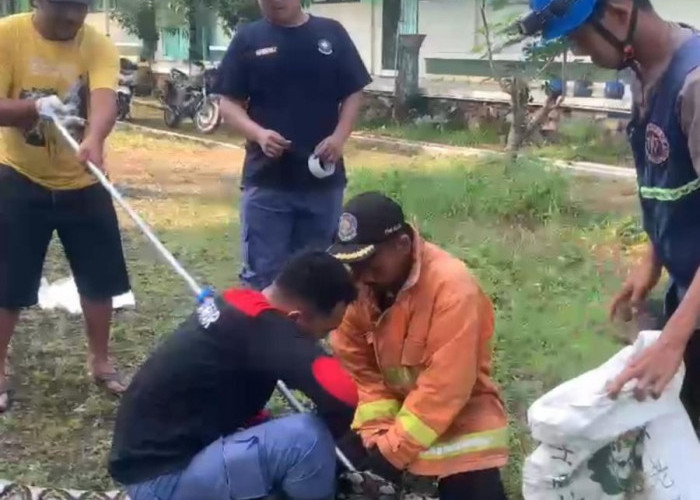 Momen Damkar Evakuasi Ular Sanca di Atas Atap Sekolah di Mojokerto