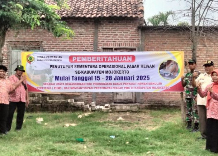 Ratusan Sapi di Mojokerto Terinfeksi PMK, 7 Pasar Hewan Ditutup Sementara