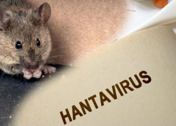 Waspada Hantavirus, Pakar Unair Sebut Tikus Bisa Menularkan Penyakit Mematikan Tanpa Terlihat Sakit
