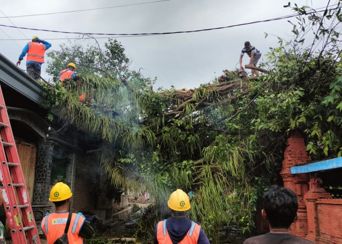 Angin Kencang di Jatirejo Mojokerto, Dua Rumah Warga Rusak Tertimpa Batang Pohon 