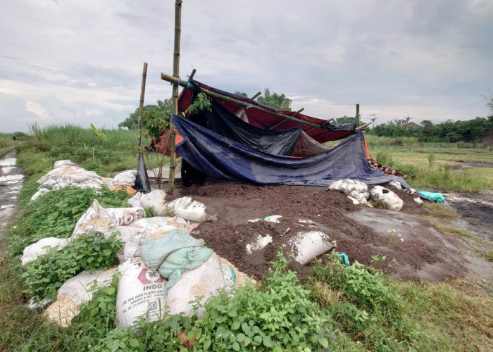 Warga Dusun Pandisari Mojokerto Keluhkan Bau Menyengat Diduga Limbah Kotoran Babi di Bekas Galian C