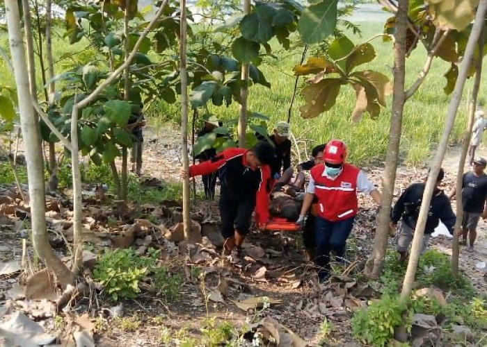 PMI dan Relawan Evakuasi Lansia 70 Tahun Terjebur Kobangan Lumpur di Sawah di Kota Mojokerto 
