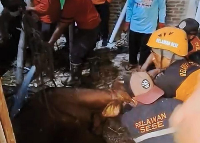 Sapi Hamil Terperosok ke Septic Tank di Mojokerto, Damkar Lakukan Evakuasi
