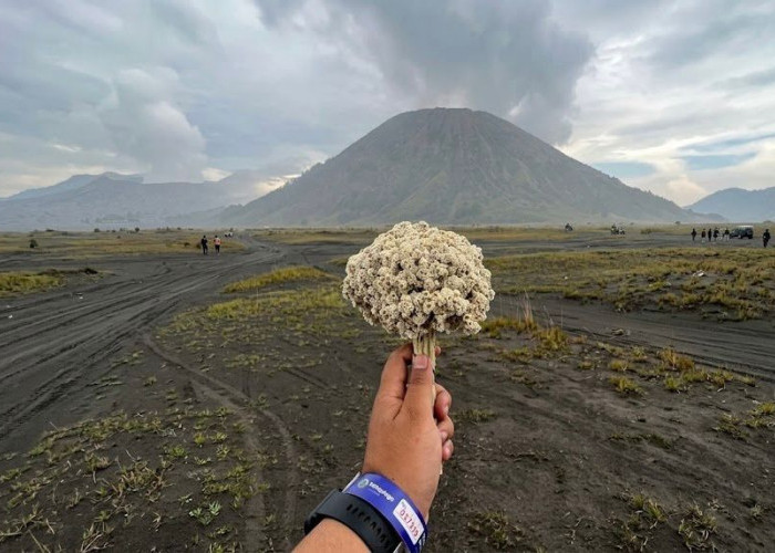 Edelweis Bromo: Bunga Abadi, Cinta, dan Pilihan untuk Melestarikan
