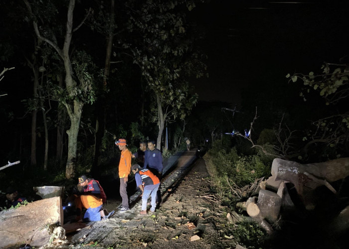 Akibat Rapuh, Pohon di Trawas Mojokerto Tumbang