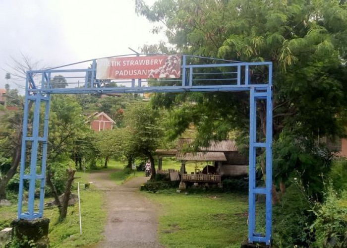 Menikmati Sensasi Memetik Stroberi Segar di Pacet, Mojokerto