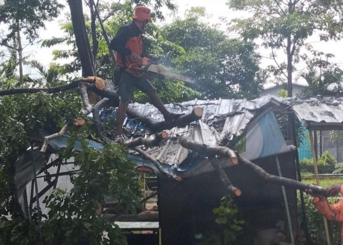 Angin Kencang di Mojokerto, Pohon Tumbang Timpa Warung di Depan Stadion Gajah Mada