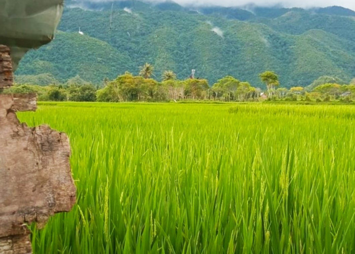 Pengajuan Tambahan Kuota Pupuk Bersubsidi ke Dispertan Jatim Belum Terealisir