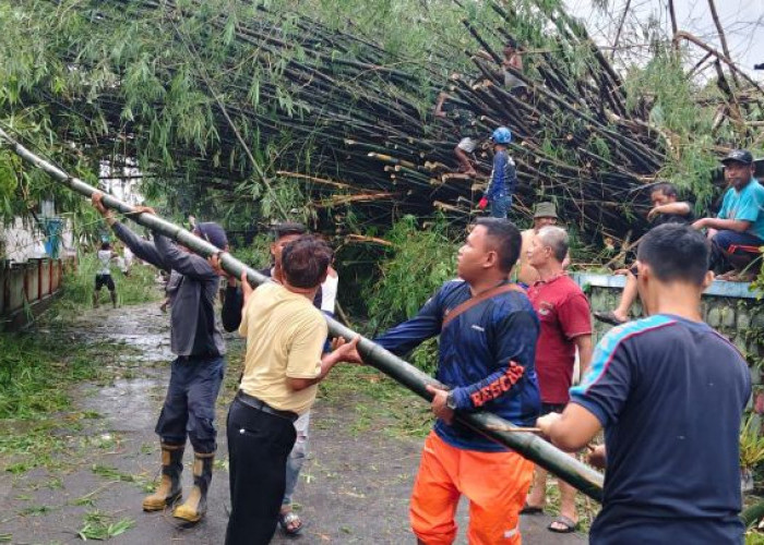 Angin Kencang Terjang Mojokerto, Sejumlah Pohon Tumbang Hingga Plafon Terminal Kertajaya Terdampak