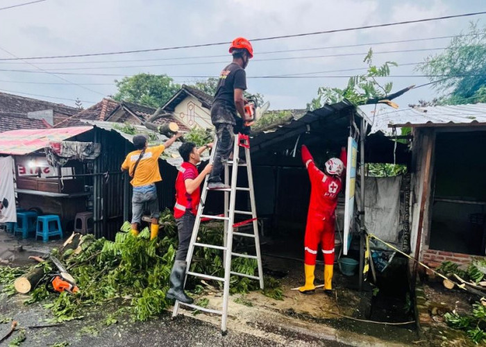 Hujan Angin, Dahan Trembesi Patah Timpa Tempat Cuci Motor di Mojokerto 