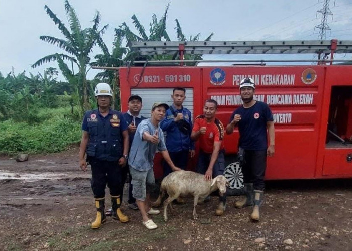 Kambing Tercebur ke Sumur di Ngoro Mojokerto, Berhasil Dievakuasi Damkar