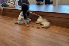 Kucing Tiba-Tiba Botak? Bisa Jadi Karena Stres, Kenali Alopecia Psikogenik