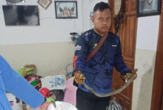 Sehari Damkar Mojokerto Evakuasi Ular Kobra dan Ular Kayu dari Rumah dan Motor Warga