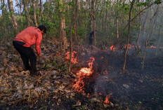 25 Daerah di Jatim Dikepung Karhutla, Luas Lahan Terbakar Tembus 9.200 Hektare