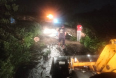 Hujan Deras, 2 Pohon Tumbang di Desa Sidomulyo dan Keplaksari