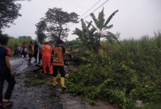 Hujan Disertai Angin Kencang di Kecamatan Sooko Sebabkan Pohon Tumbang