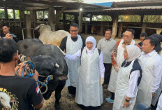 Cek Langsung ke Kandang, Gubernur Khofifah Pastikan Stok Hewan Kurban Jatim Melimpah Jelang Iduladha