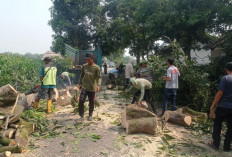 Pohon Mangga Tumbang di Dlanggu Mojokerto, Tutup Jalan dan Timpa Kandang Ayam