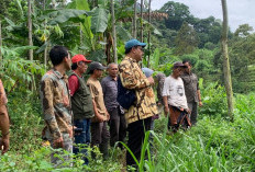 Tim Mewlafor Kemenhut Kunjungi KTH Alas di Trawas, Bakal Ada Panen 6 Ribu Pohon Durian