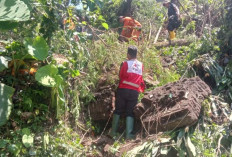 Longsor dan Pohon Tumbang Terjang Jember, PMI dan BPBD Bergerak Cepat