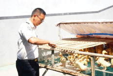 300 Ekor Itik Dilepas ke Kandang, Lapas Mojokerto Kembangkan Peternakan untuk Warga Binaan
