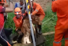 Tim BPBD dan Damkar Angkat Anak Sapi dari Dalam Sumur di Ngoro, Jombang