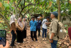 Sekolah Lapang di Desa Ngembat, Mojokerto, Tim Proyek Mewlafor Disambati Panen Kakao yang Belum Optimal