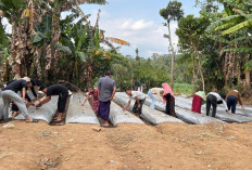 Kotoran Sapi Disulap Jadi Pupuk, Mahasiswa Unej Bantu Petani Sukogidri Bangun Pertanian Berkelanjutan