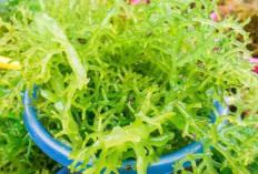 Rumput Laut Bukan Sekadar Pangan Laut, Potensinya Bantu Atasi PCOS Terungkap