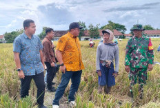 Stok Beras Mojokerto Aman Hingga Tahun Depan , Cukup Kebutuhan Masyarakat