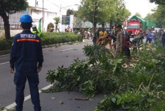 Antisipasi Cuaca Ekstrem, Sejumlah Pohon Rawan Tumbang Disasar Pemangkasan Oleh Petugas
