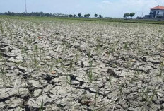 El Nino Mengintai, Ini Cara Sederhana Menjaga Cadangan Air Sebelum Kekeringan Datang