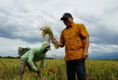 Serapan Pengadaan Beras Bulog Jatim Tembus 200 ribu ton pada Februari 2026