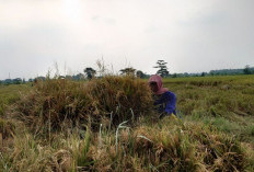 Sergab 2026, Bulog Mojokerto Menargetkan Serap 71.751 Ton 