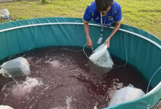 Kolam Bioflok hingga Tahu Bakso Nila, Mahasiswa Unair Berdayakan Warga Trawas Mojokerto Lewat Program ECOFISH