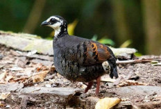 Puyuh Gonggong Biasa, Burung Endemik di Dataran Tinggi Hyang Argopuro, Pegunungan Ijen, dan TNMB