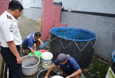 Bekali Warga Binaan Keterampilan Usaha, Lapas Mojokerto Intensifkan Penyortiran Benih Lele