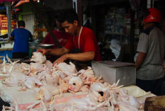 Kenaikan Harga Daging Ayam Ras, Penyebab IFH Kabupaten Mojokerto Naik