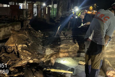 Hujan dan Angin Kencang, Pohon di Pungging Mojokerto Tumbang Hingga Menutup Jalan
