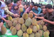 Kauje Mojokerto Raya Gelar Pesta Durian Ala Kauje,  Pemersatu Alumni yang Berserakan
